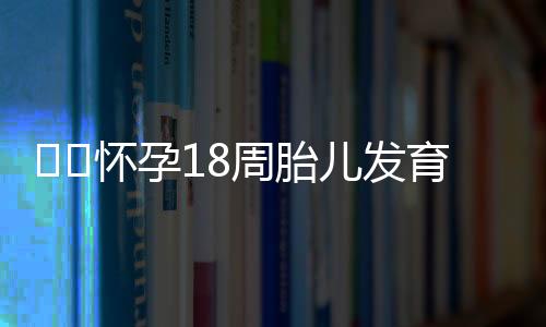 ​​怀孕18周胎儿发育情况都有什么