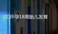 ​​怀孕18周胎儿发育情况都有什么