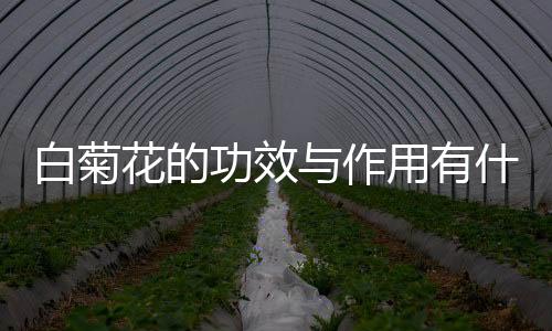 白菊花的功效与作用有什么