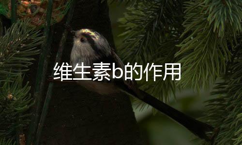 维生素b的作用