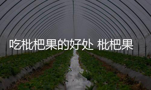 吃枇杷果的好处 枇杷果怎么吃？