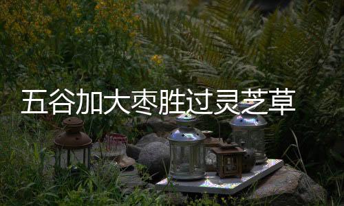 五谷加大枣胜过灵芝草 红枣宜于夏季滋补