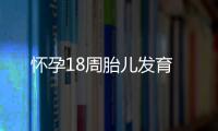 怀孕18周胎儿发育