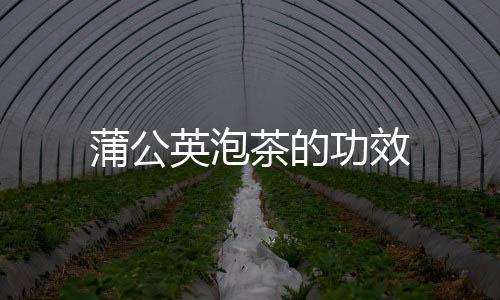 蒲公英泡茶的功效