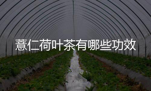 薏仁荷叶茶有哪些功效